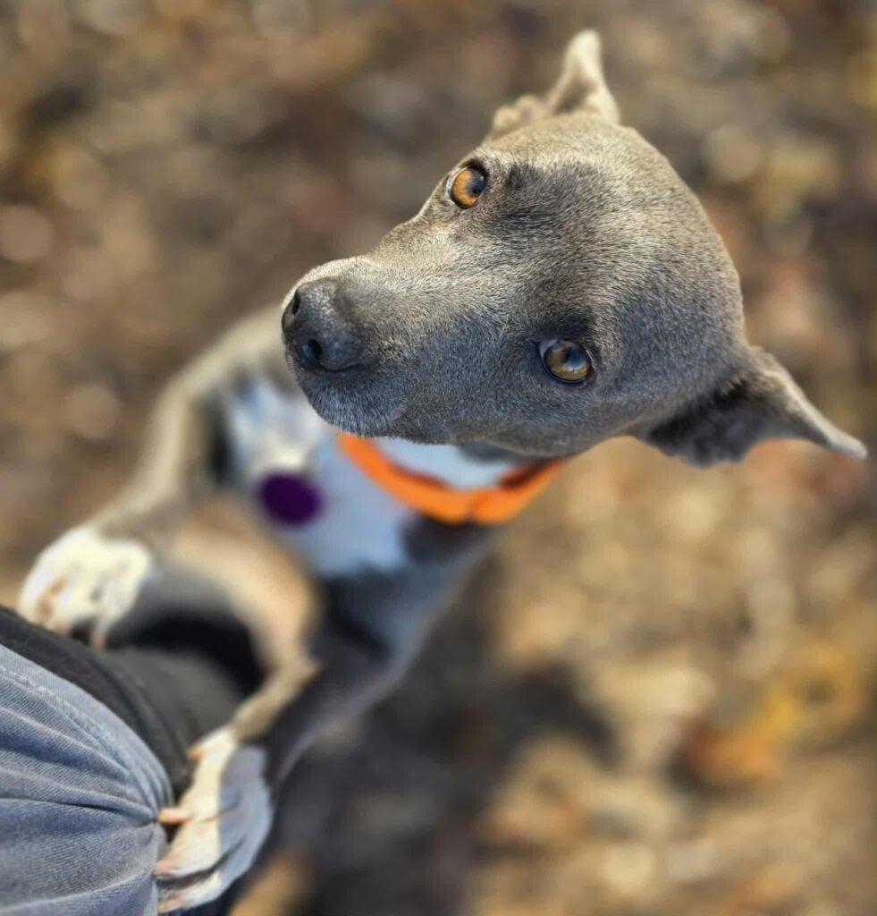 Misty, ADOPTABLE, Adult Female Chihuahua.