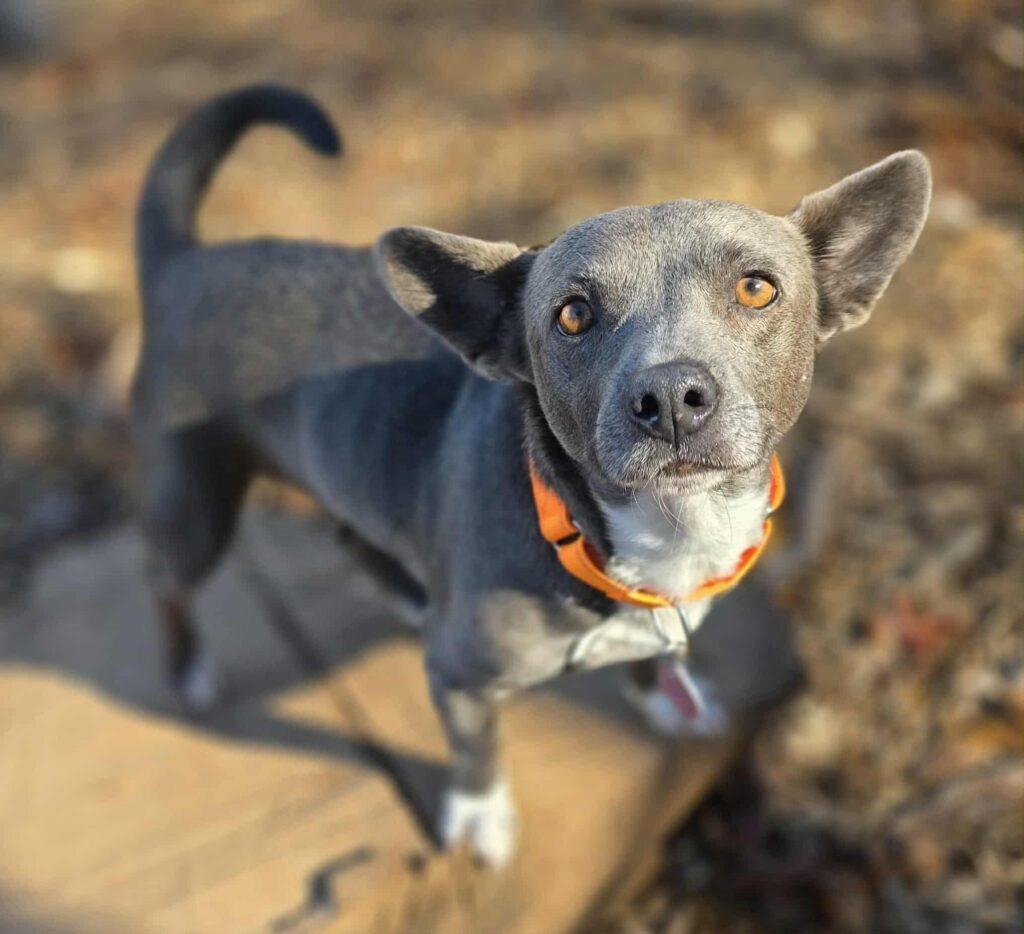 Misty, a ADOPTABLE mixed breed in Red Hook, NY image 3/3