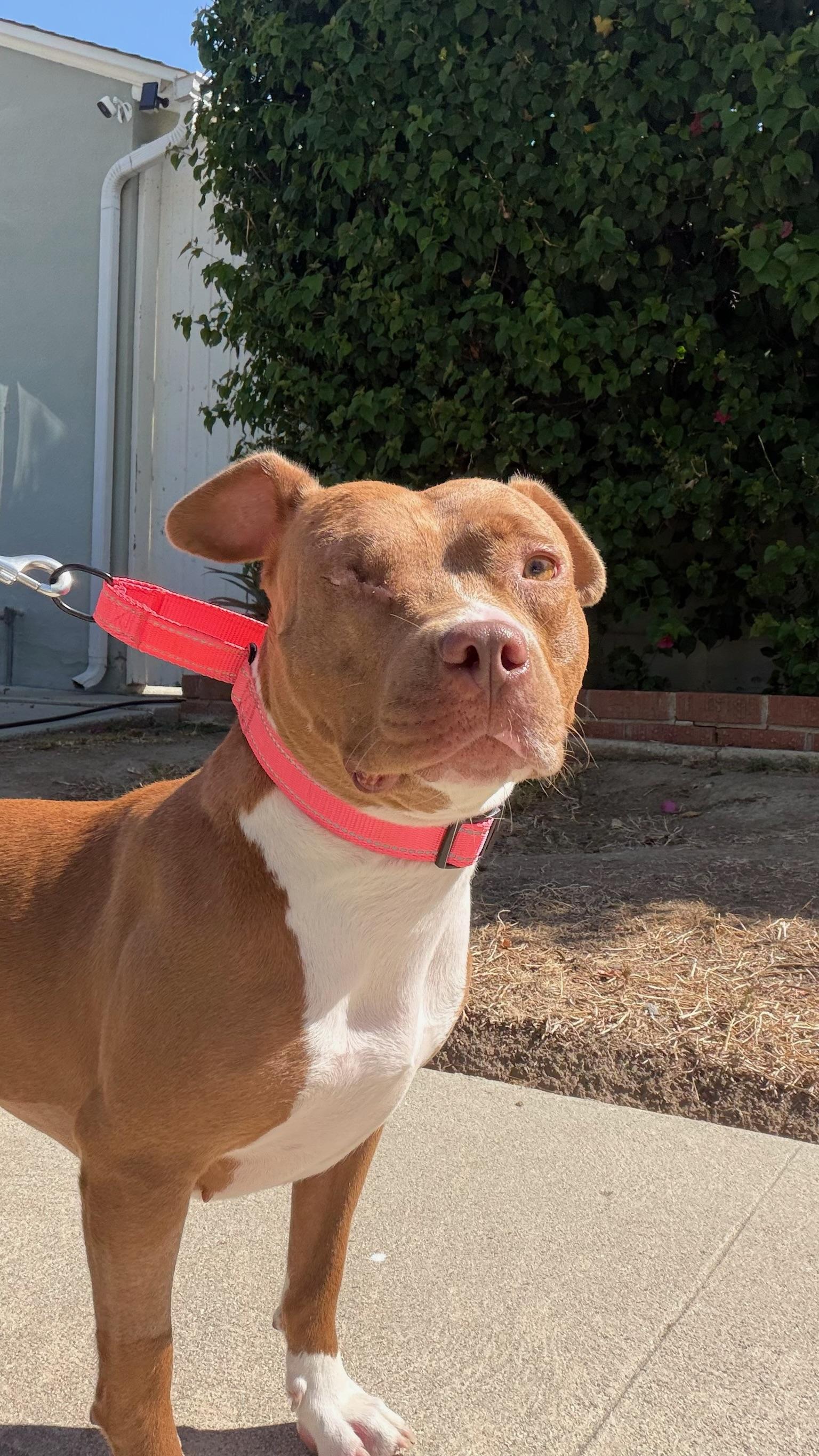 Enlarge Star, a Adopted Pit Bull Terrier in Encino, CA image 2/6
