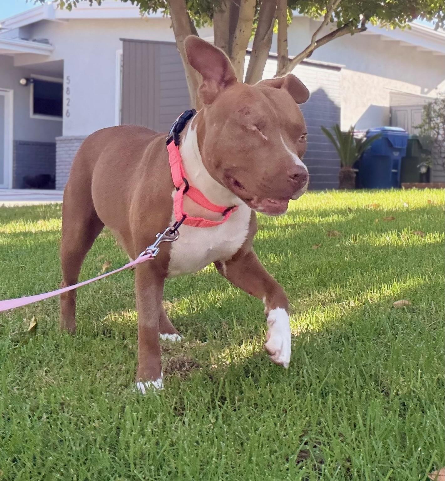 Enlarge Star, a Adopted Pit Bull Terrier in Encino, CA image 4/6