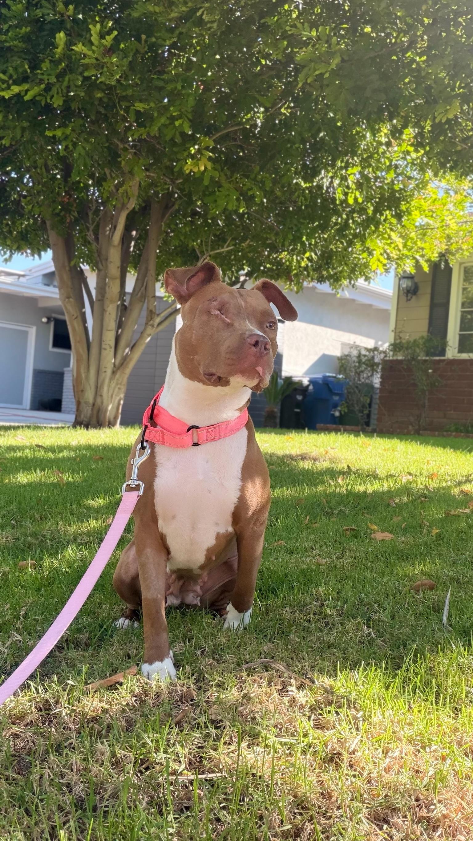 Enlarge Star, a Adopted Pit Bull Terrier in Encino, CA image 3/6