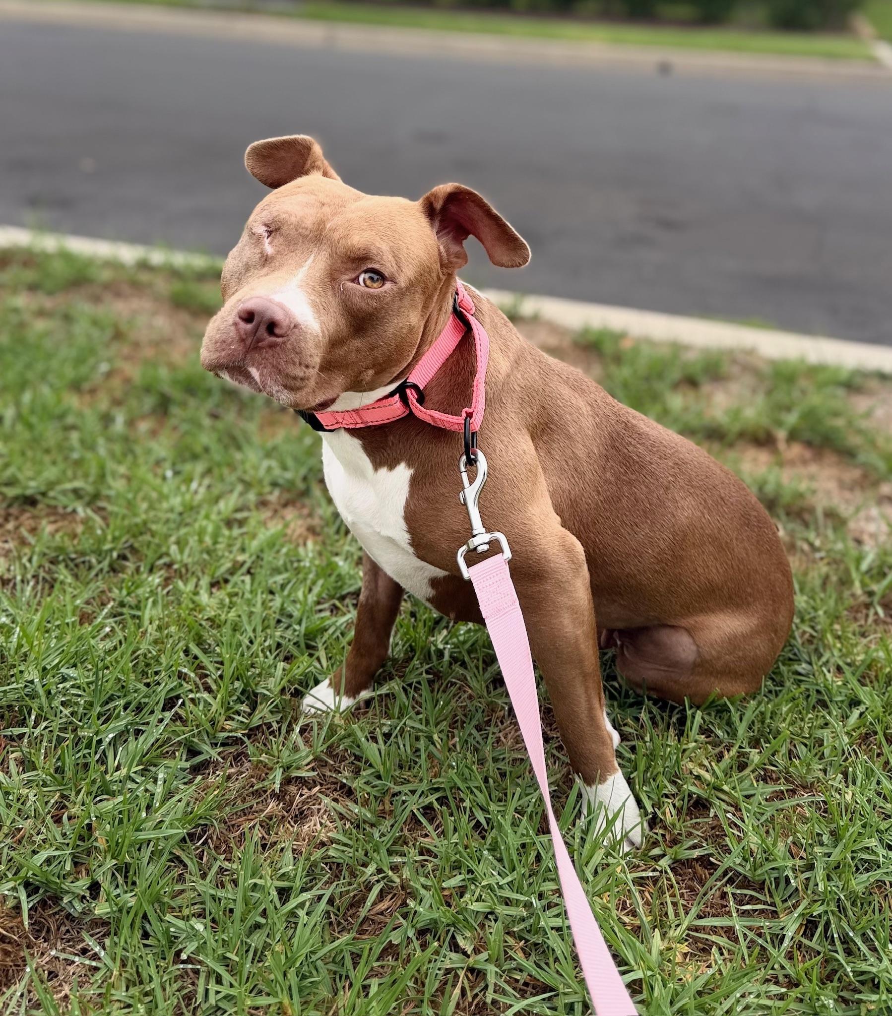 Enlarge Star, a Adopted Pit Bull Terrier in Encino, CA image 5/6