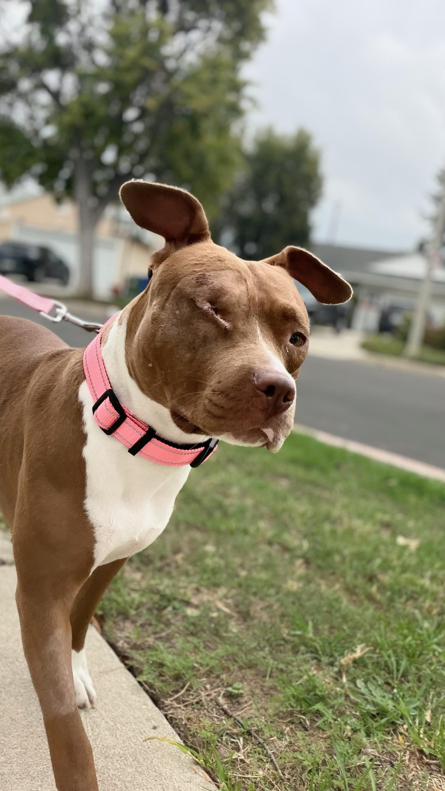 Enlarge Star, a Adopted Pit Bull Terrier in Encino, CA image 6/6