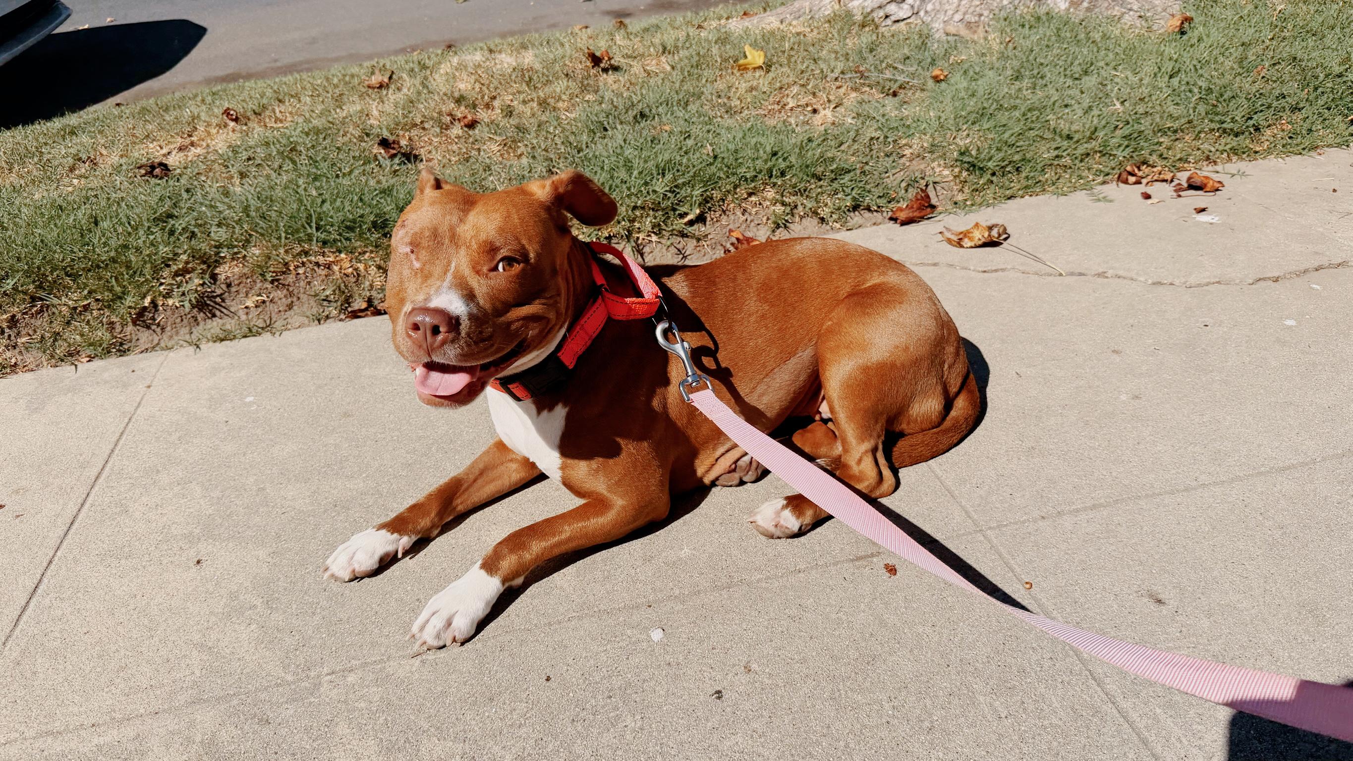 Star, Adopted, Young Female Pit Bull Terrier.