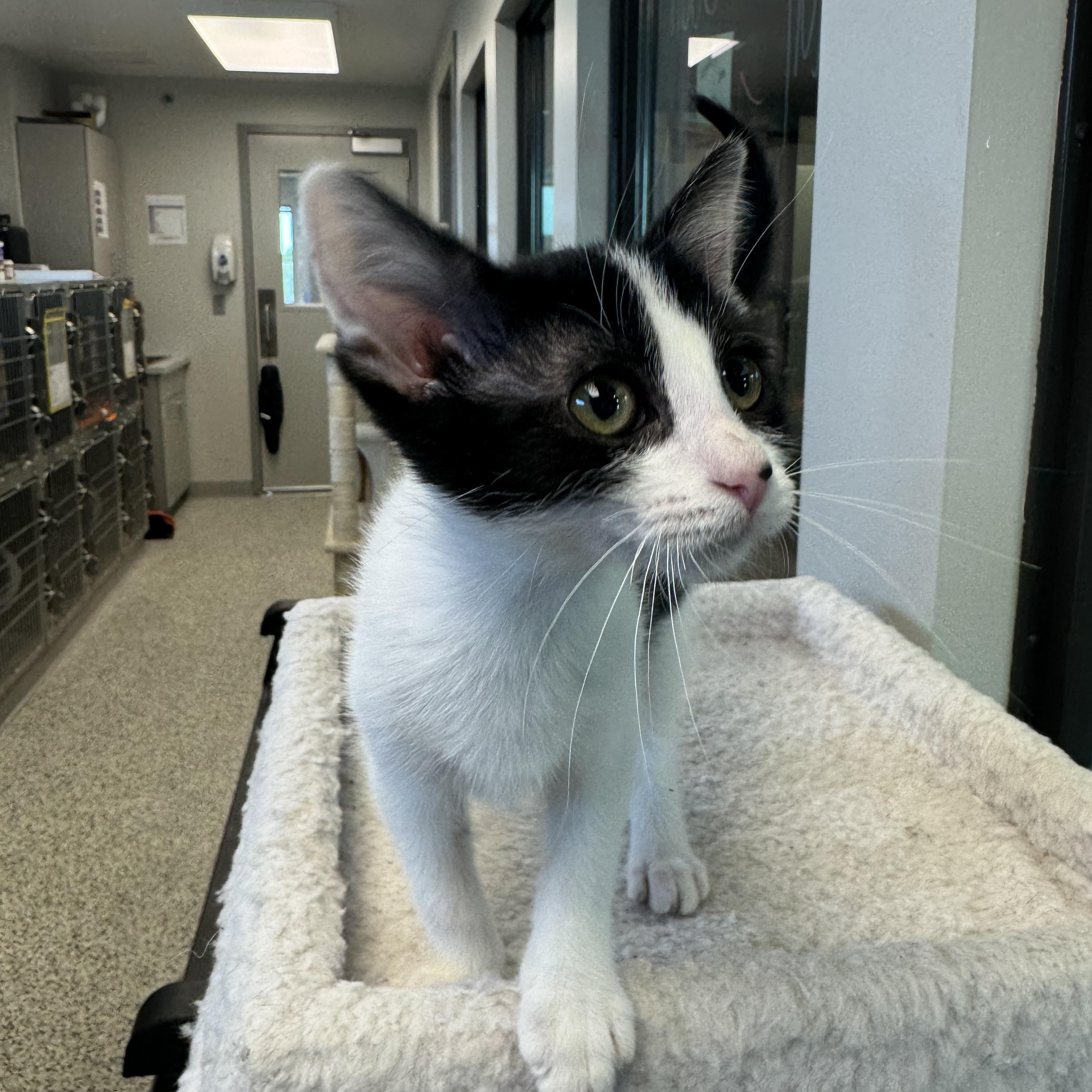Joan, an adopted Domestic Short Hair in Liberty, MO image 3/4