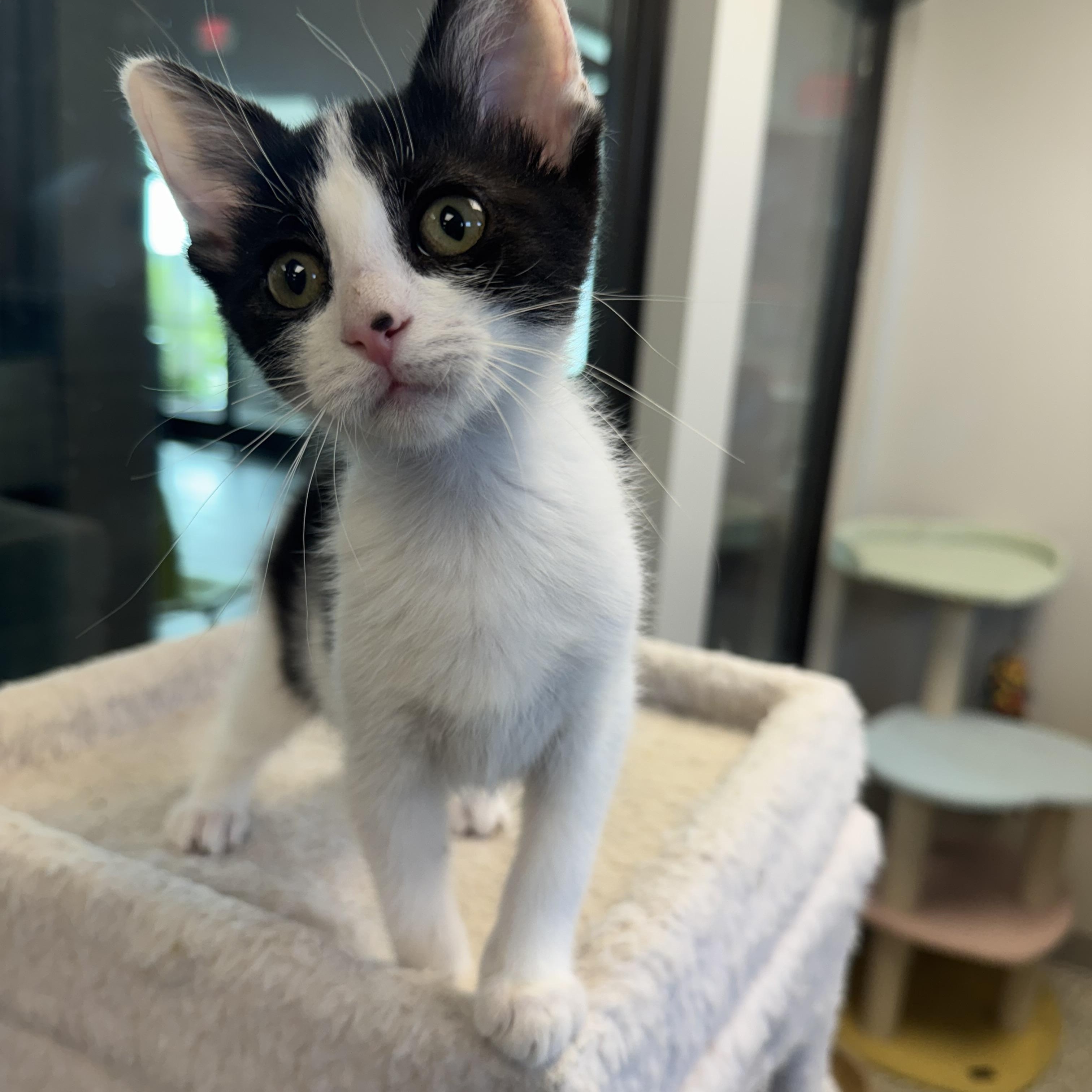 Joan, an adopted Domestic Short Hair in Liberty, MO image 1/4