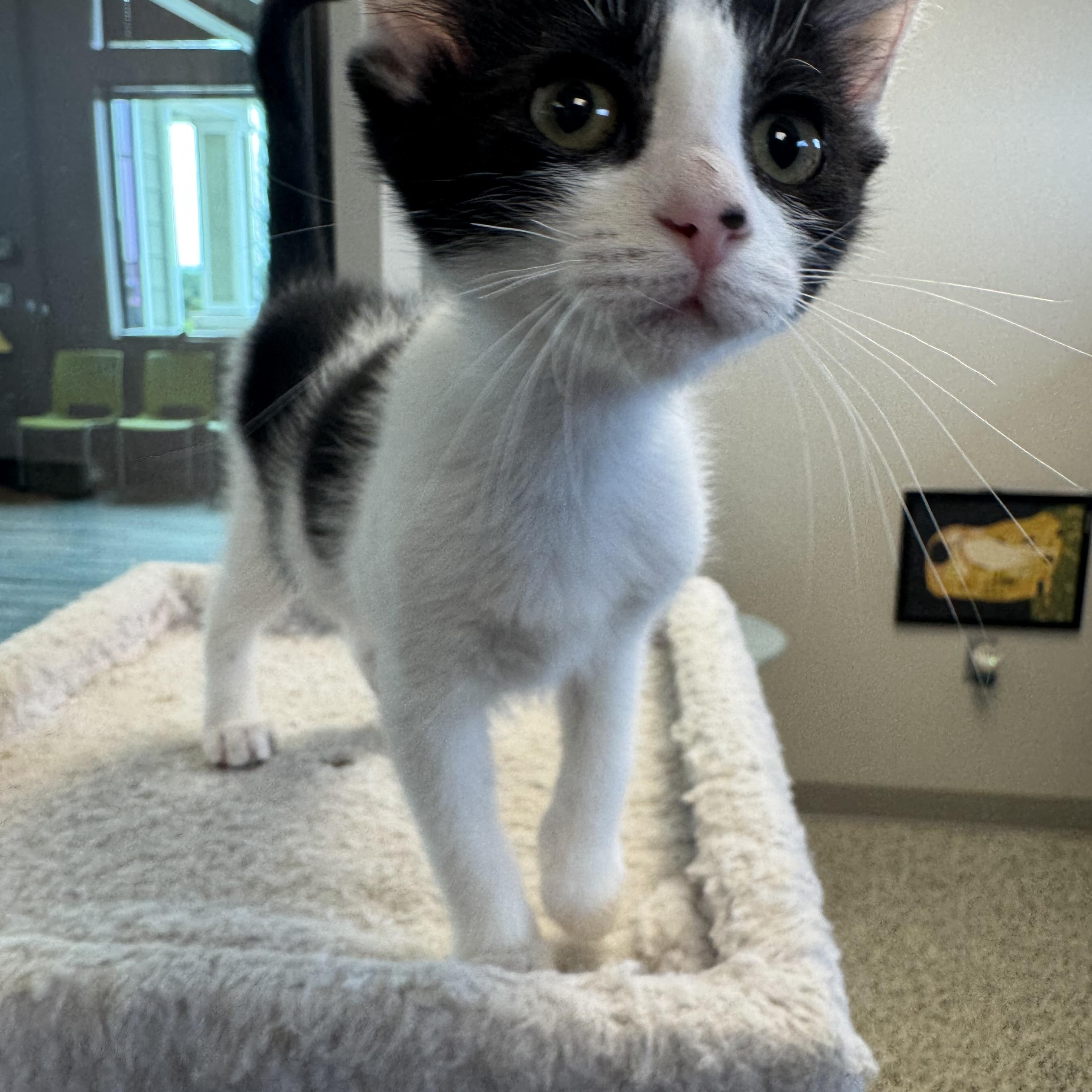 Joan, an adopted Domestic Short Hair in Liberty, MO image 4/4