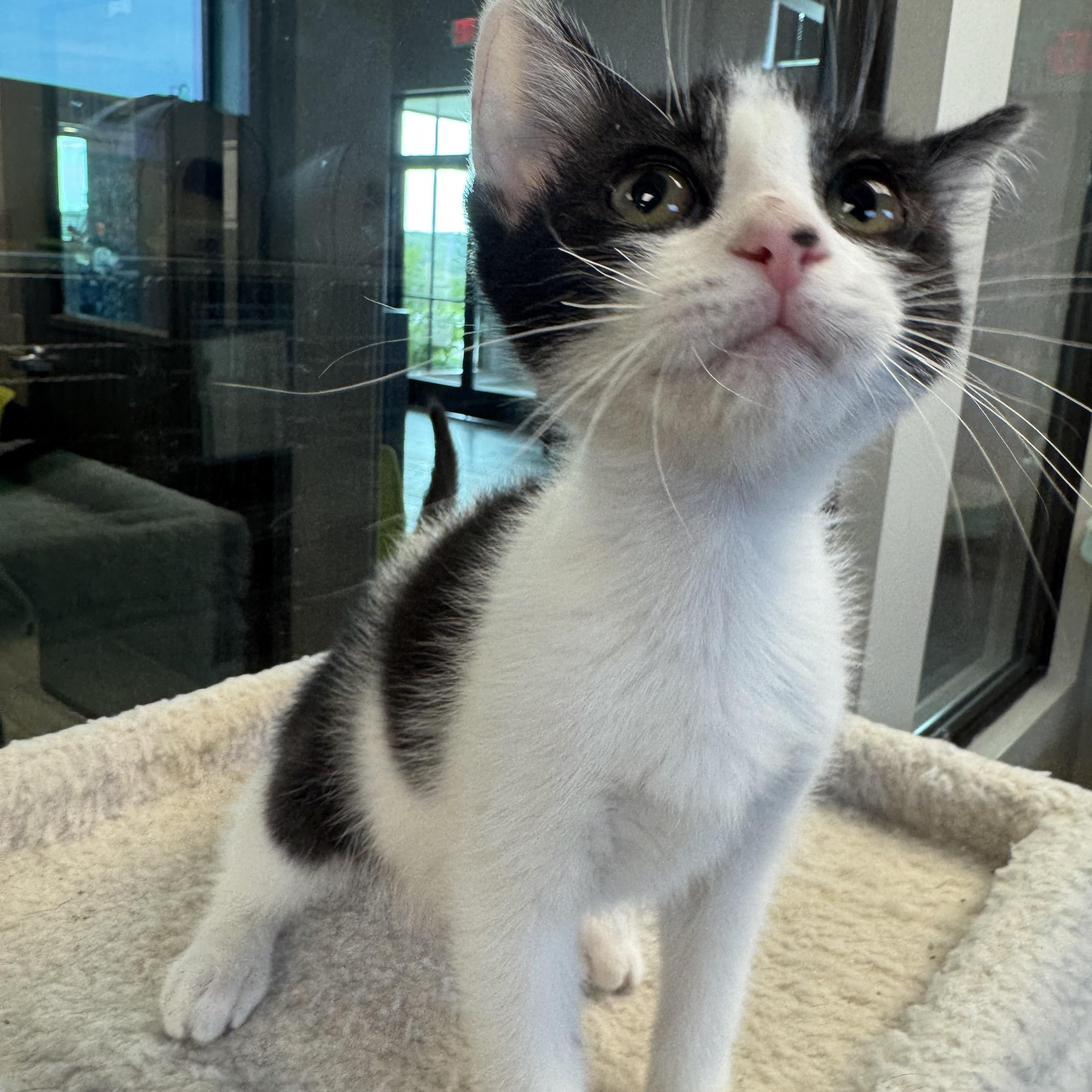 Joan, an adopted Domestic Short Hair in Liberty, MO image 2/4
