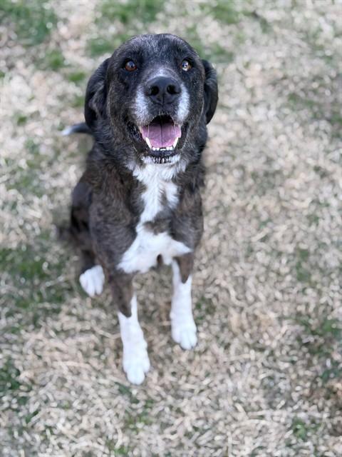 BROWNIE, Adoptable, Adult Female Catahoula Leopard Dog & Mixed Breed.