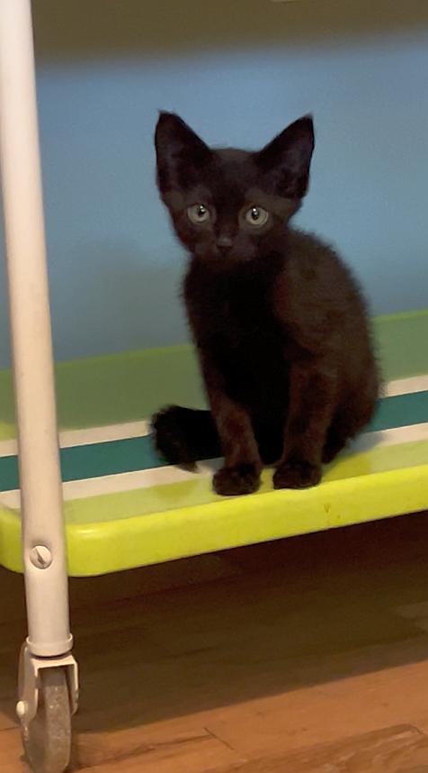 Salem, Adoptable, Kitten Female Domestic Short Hair.