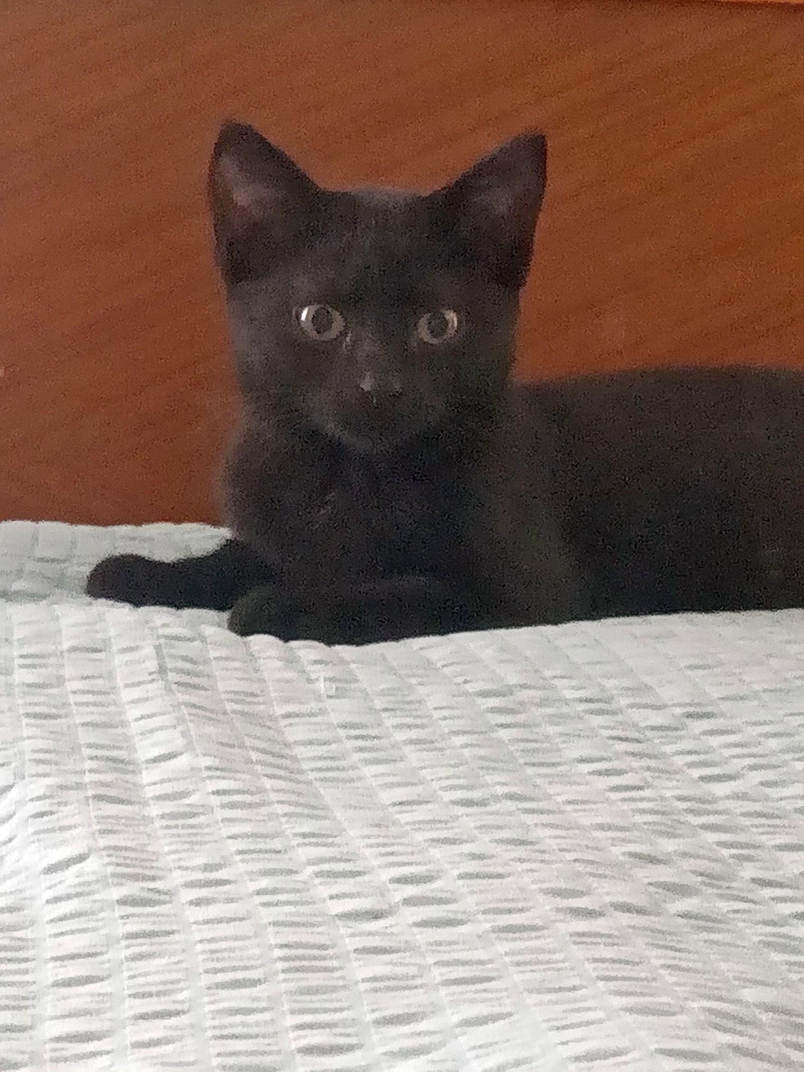 Enlarge Salem, a Adoptable Domestic Short Hair in Monticello, MS image 2/3