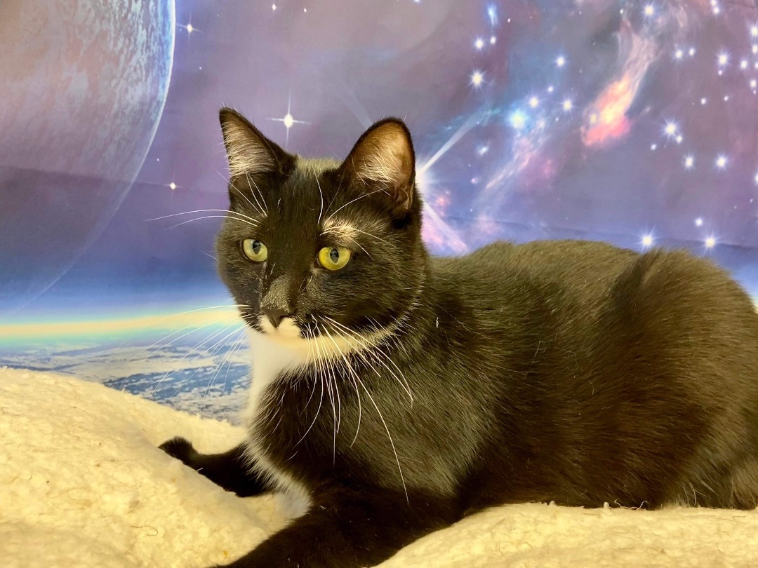 Enlarge Hilda, a Adoptable Domestic Short Hair in Rochester, NY image 8/12