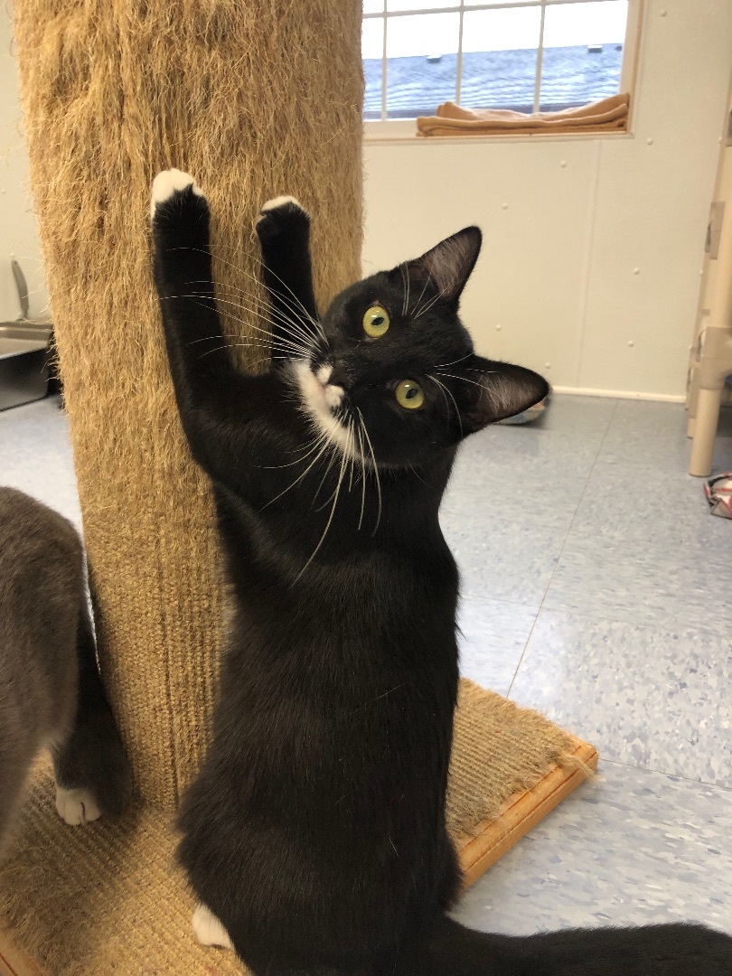 Enlarge Hilda, a Adoptable Domestic Short Hair in Rochester, NY image 9/12