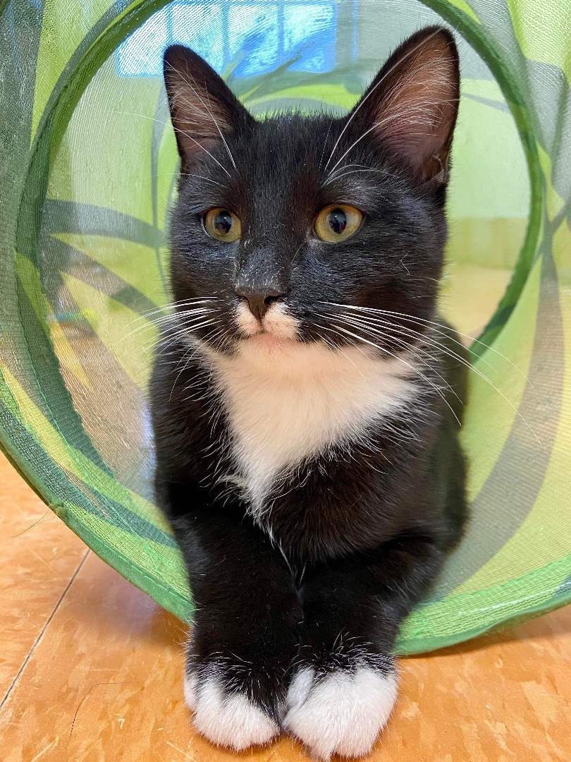 Hilda, a Adoptable Domestic Short Hair in Rochester, NY image 1/12