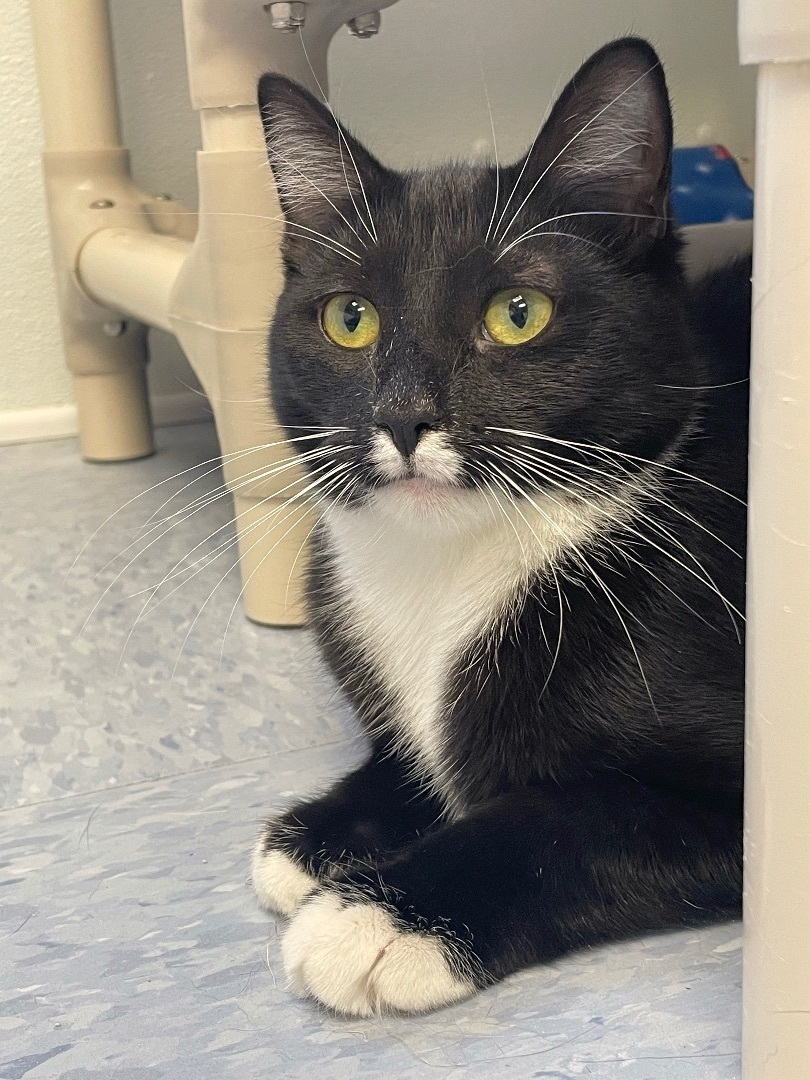 Enlarge Hilda, a Adoptable Domestic Short Hair in Rochester, NY image 10/12