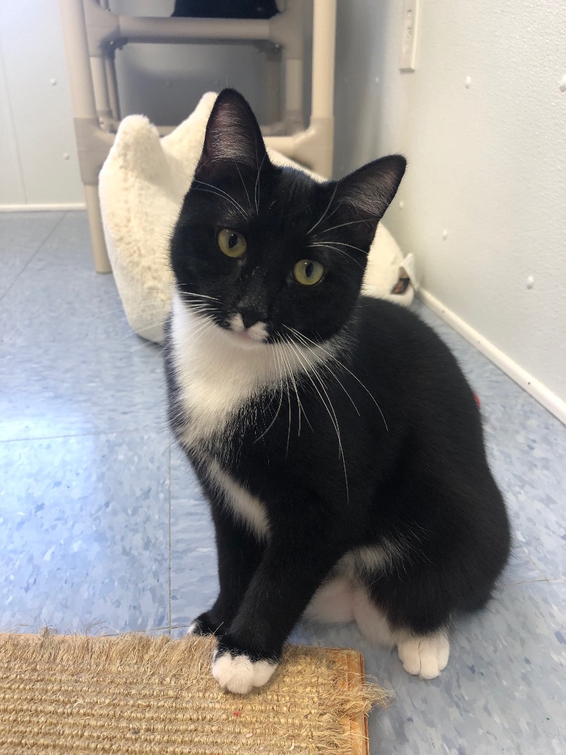 Enlarge Hilda, a Adoptable Domestic Short Hair in Rochester, NY image 11/12