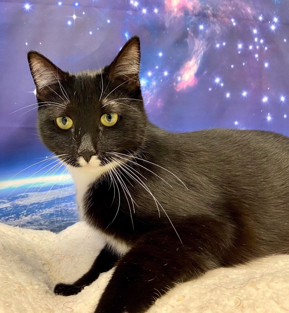 Enlarge Hilda, a Adoptable Domestic Short Hair in Rochester, NY image 12/12