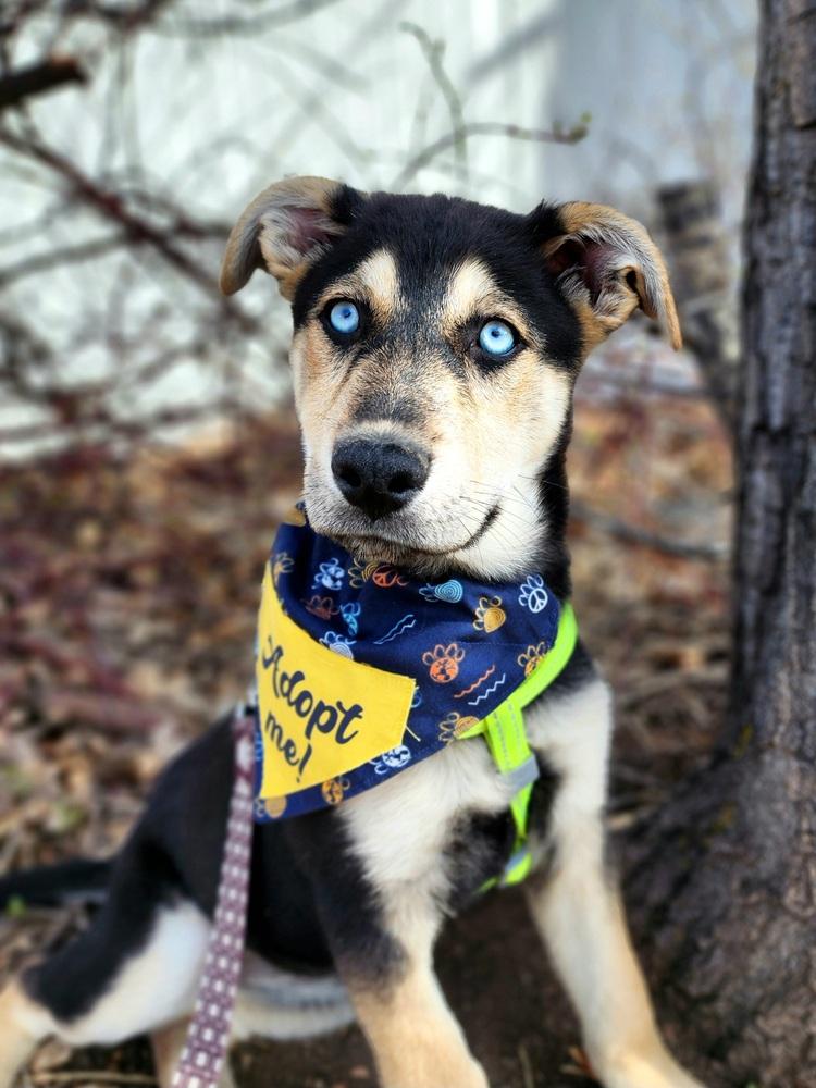 Rosca, a Adoptable mixed breed in Lafayette, CO image 1/6