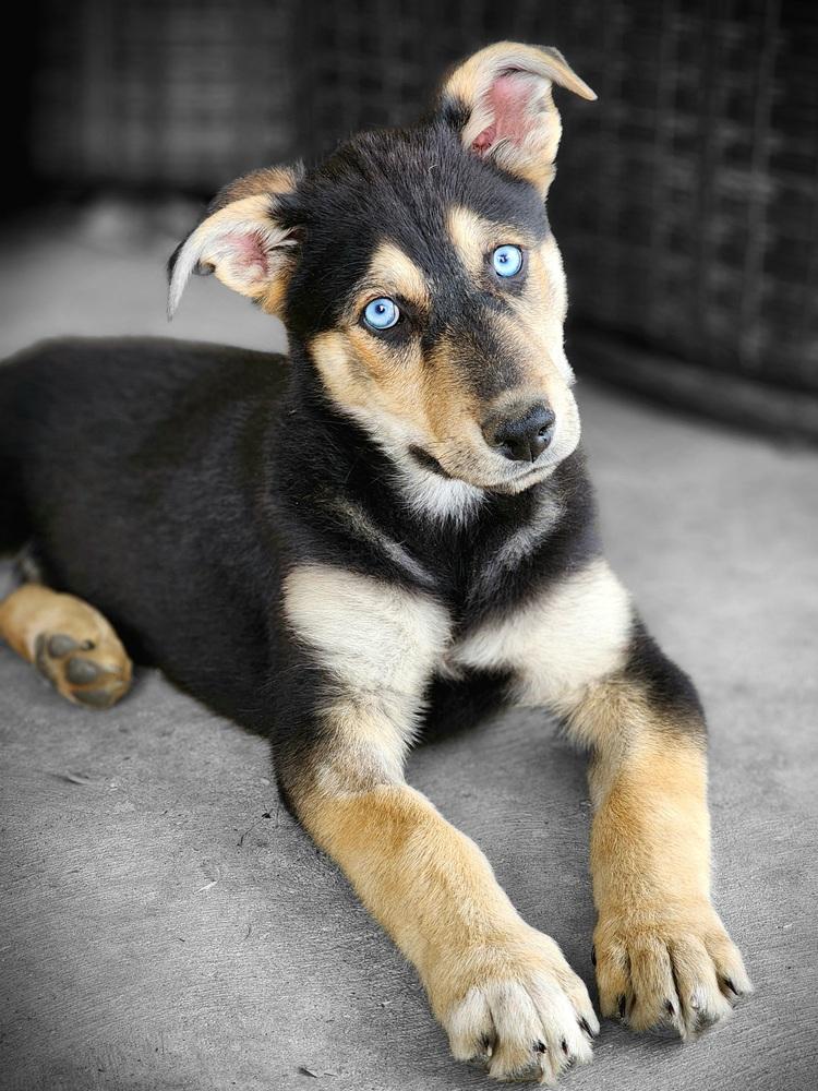 Rosca, a Adoptable mixed breed in Lafayette, CO image 2/6