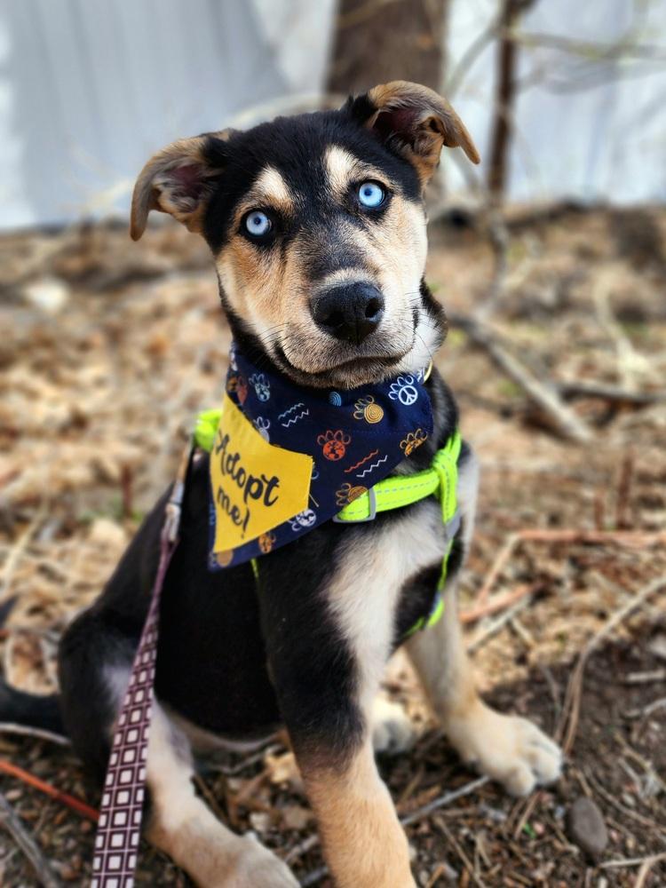 Rosca, a Adoptable mixed breed in Lafayette, CO image 3/6