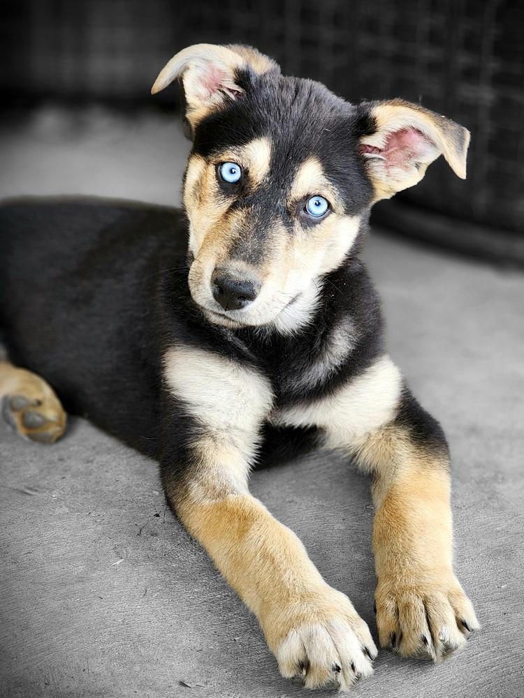 Rosca, a Adoptable mixed breed in Lafayette, CO image 4/6
