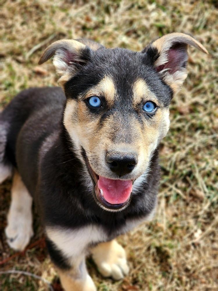 Rosca, a Adoptable mixed breed in Lafayette, CO image 5/6