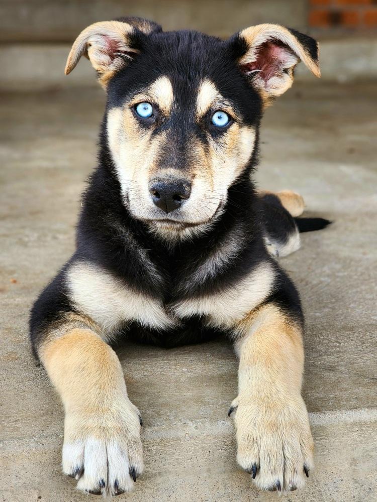 Rosca, a Adoptable mixed breed in Lafayette, CO image 6/6