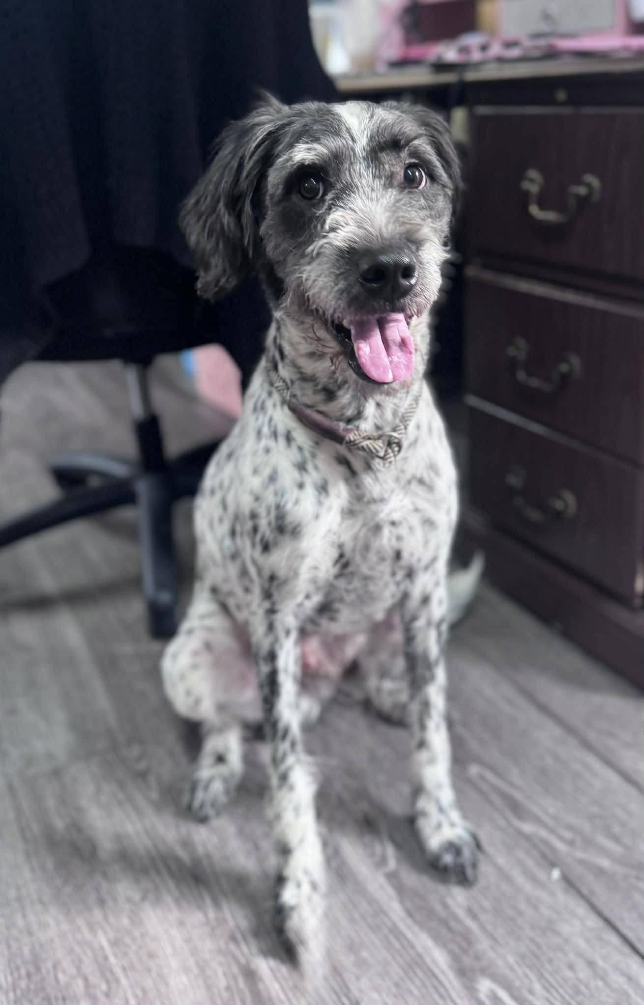 Freckles, ADOPTABLE, Young Male Terrier & Poodle.