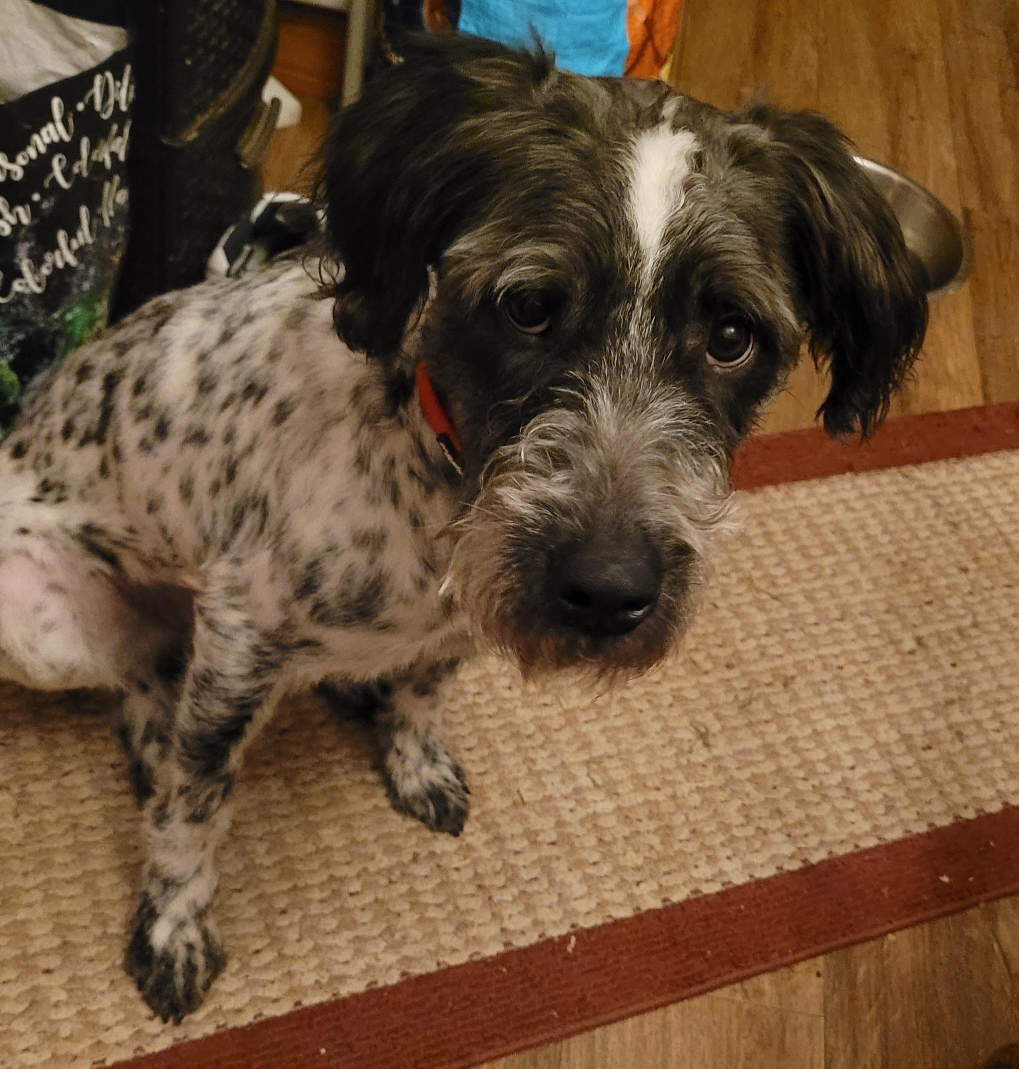 Freckles, ADOPTABLE, Young Male Terrier & Poodle.
