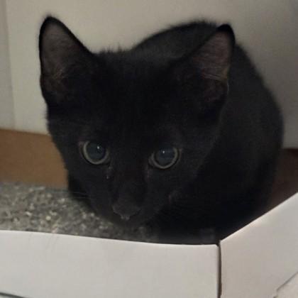 Tippy, Adoptable, Kitten Male Domestic Short Hair & Domestic Short Hair.