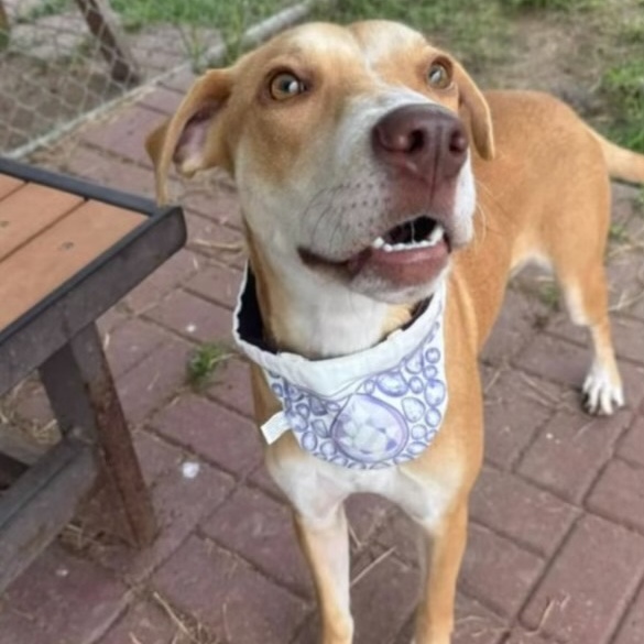 Enlarge Kimber, a Adoptable mixed breed in Austin, TX image 4/5