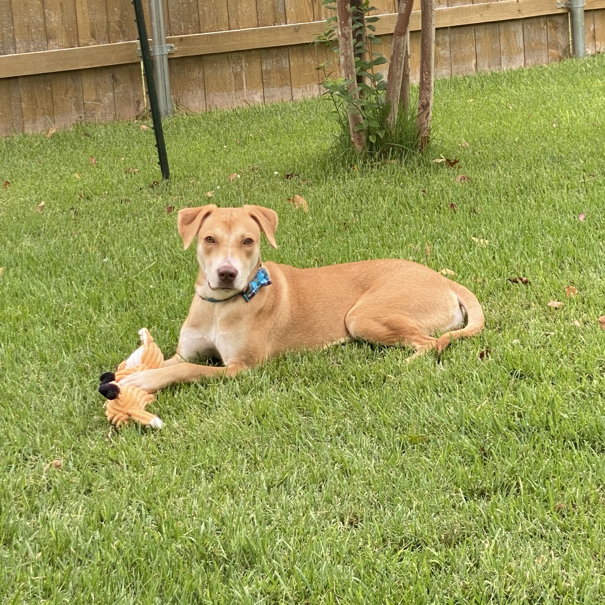 Enlarge Kimber, a Adoptable mixed breed in Austin, TX image 5/5