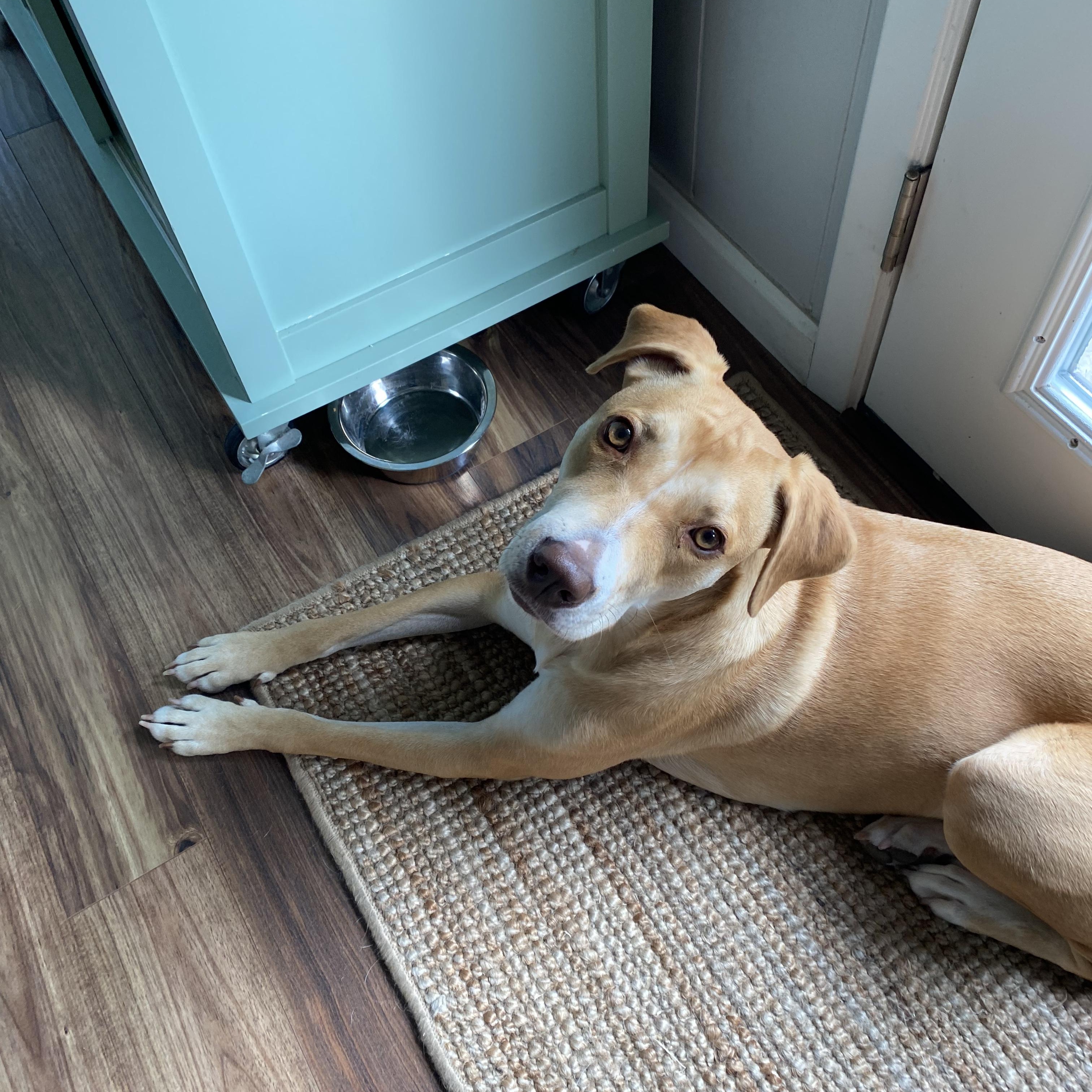 Kimber, Adoptable, Adult Female Yellow Labrador Retriever.