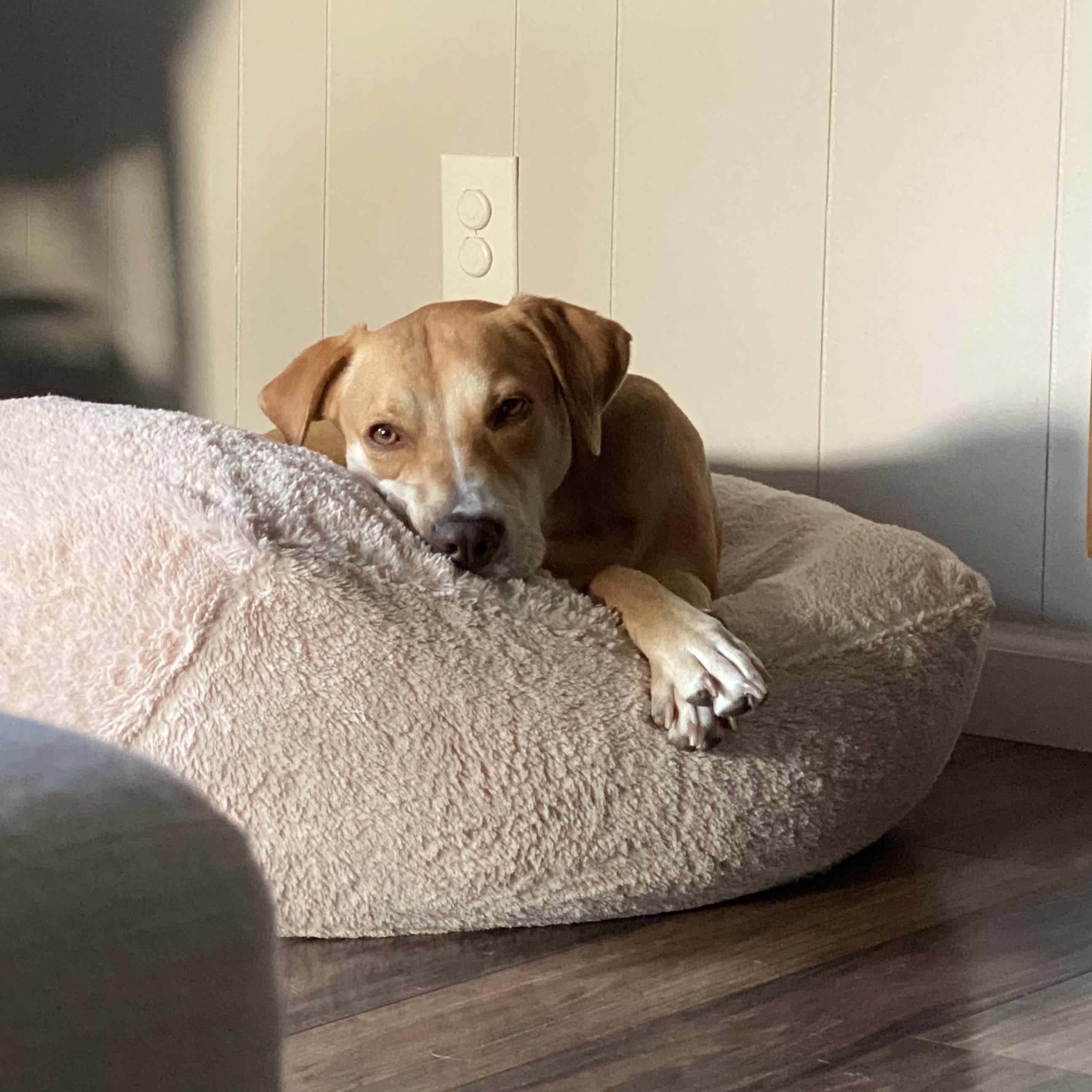 Enlarge Kimber, a Adoptable mixed breed in Austin, TX image 2/5