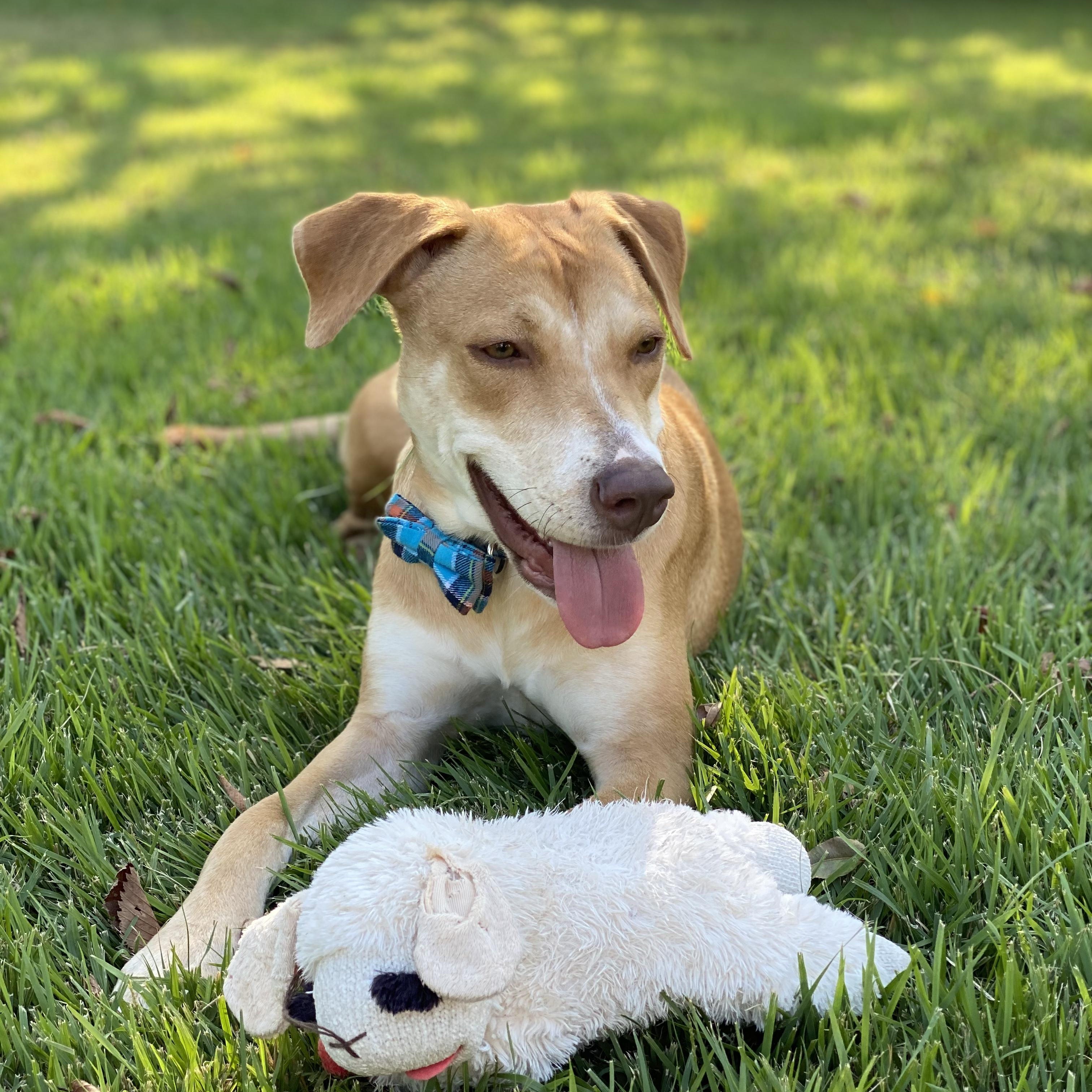 Enlarge Kimber, a Adoptable mixed breed in Austin, TX image 3/5