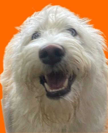 Teddy, adopted, Young Male Goldendoodle.