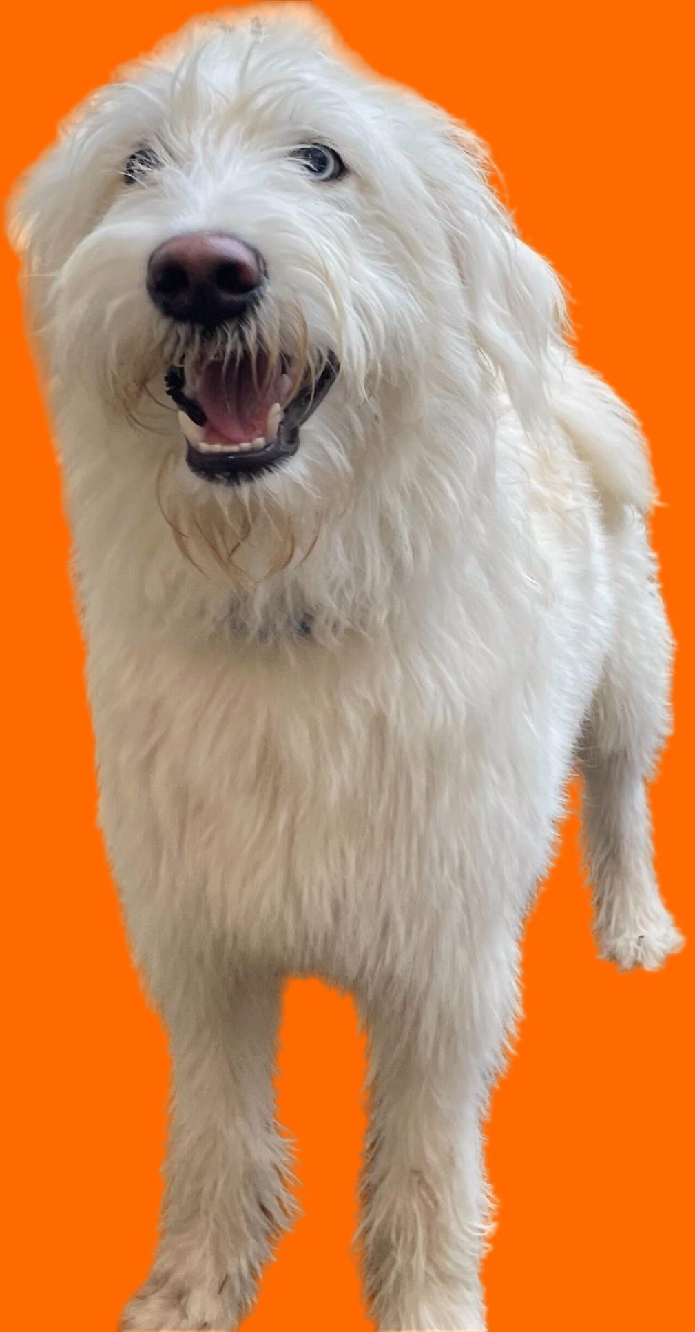 Enlarge Teddy, an adopted Goldendoodle in Pantego, TX image 2/6