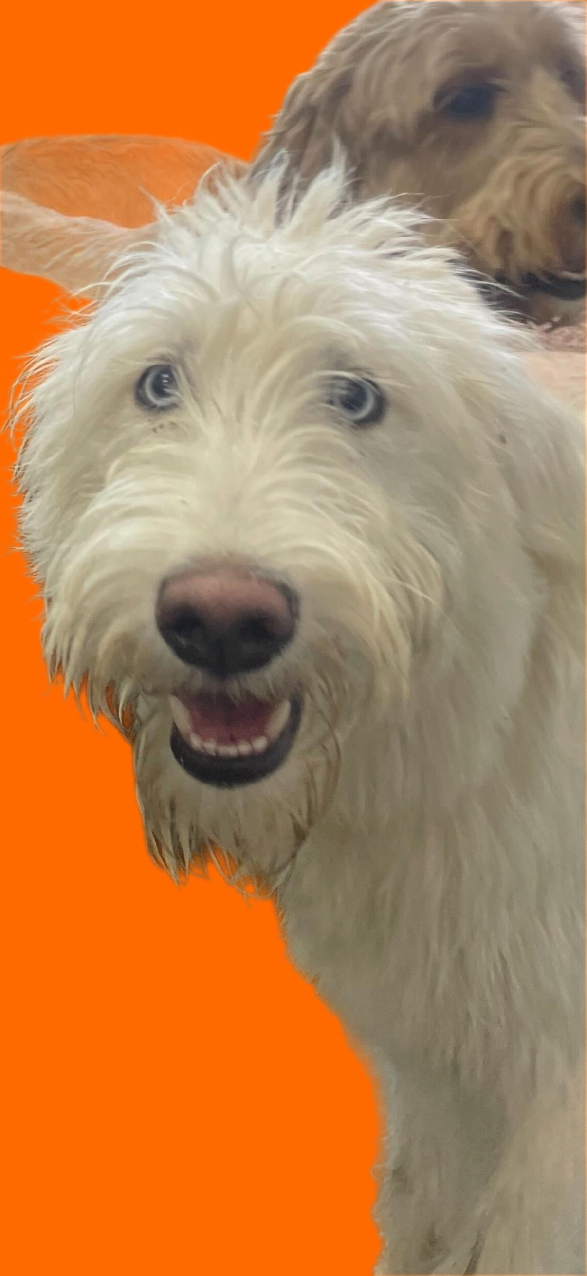 Enlarge Teddy, an adopted Goldendoodle in Pantego, TX image 3/6