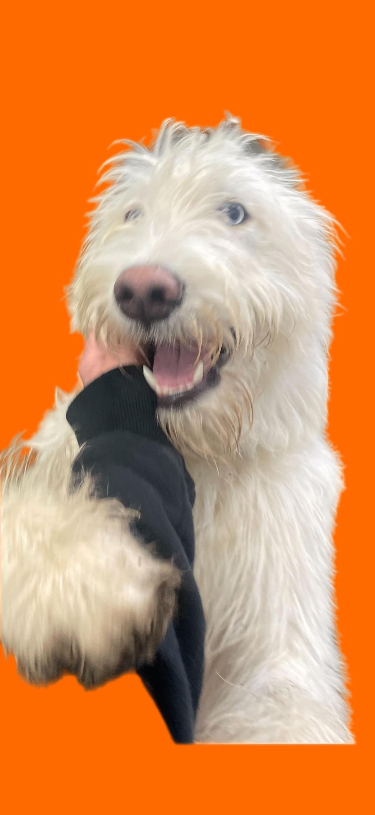 Enlarge Teddy, an adopted Goldendoodle in Pantego, TX image 4/6
