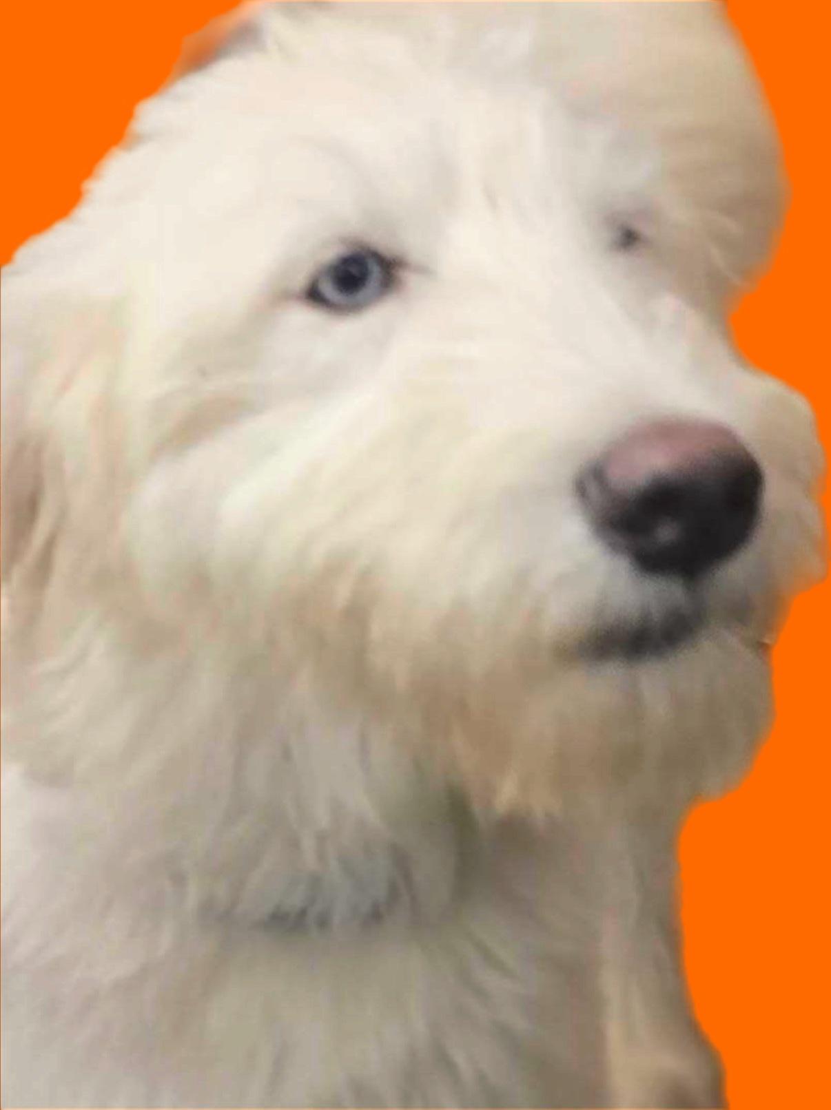 Enlarge Teddy, an adopted Goldendoodle in Pantego, TX image 5/6