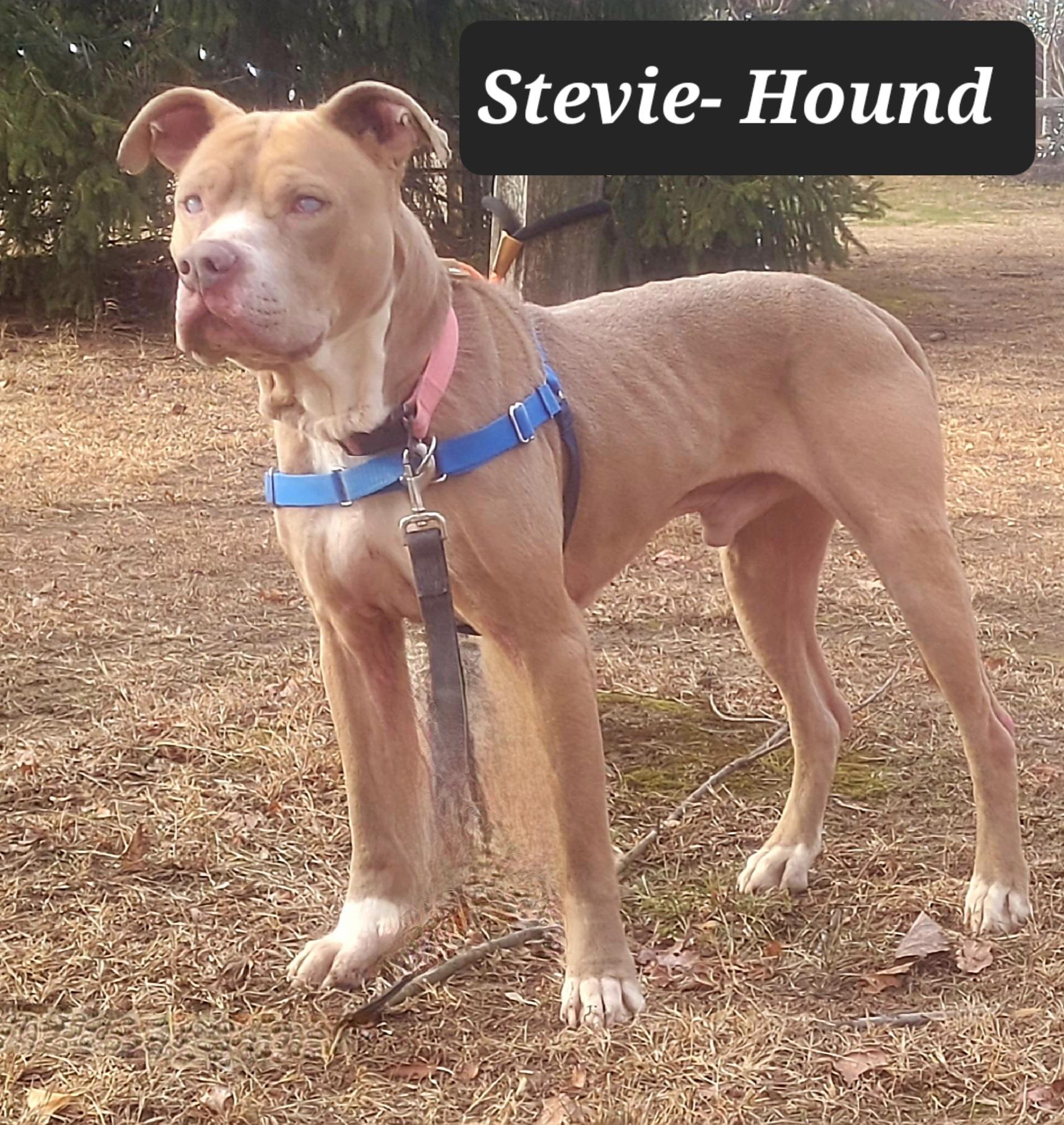 🚨 FOSTER NEEDED – Stevie Needs a Soft Place to Heal 🚨, ADOPTABLE, Adult Male Hound & Terrier.