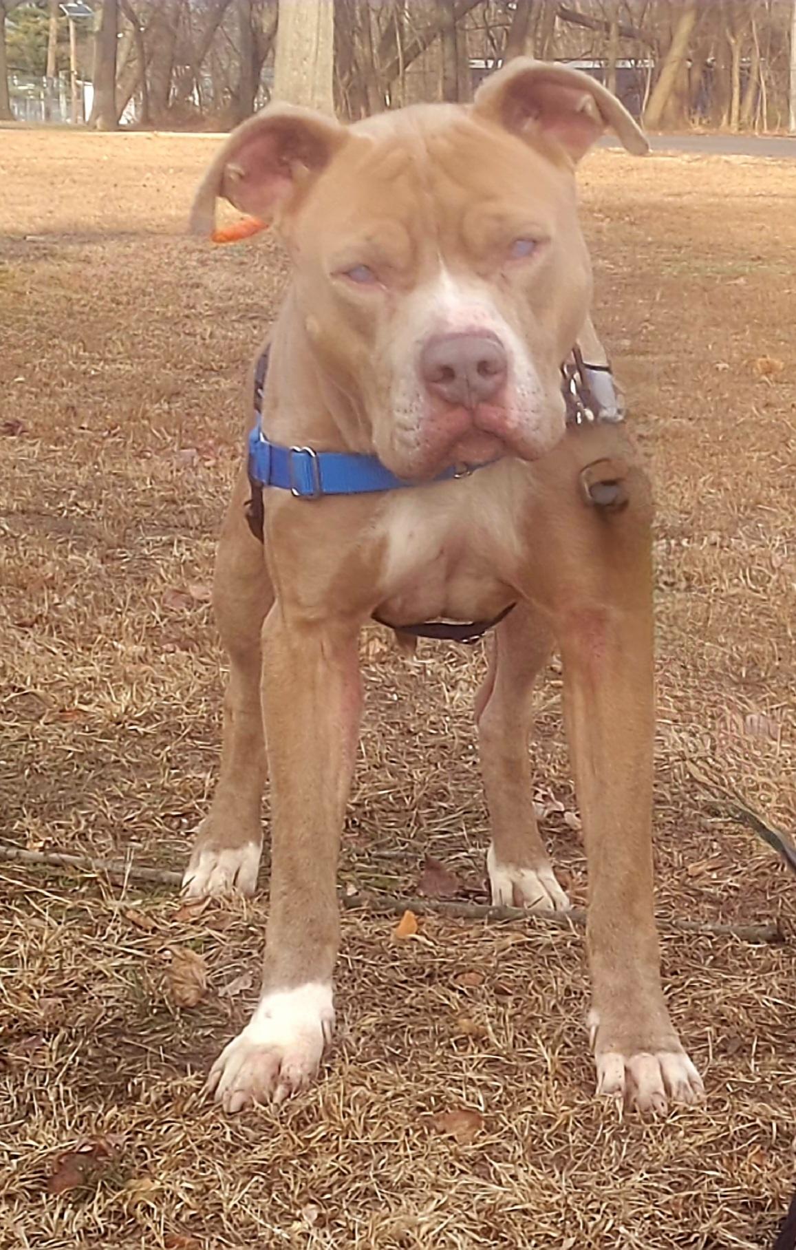 Enlarge Stevie- URGENT, a ADOPTABLE mixed breed in Monroe Twp, NJ image 2/3