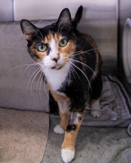 Anastasia, Adoptable, Adult Female Domestic Short Hair.