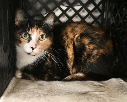 Enlarge Anastasia, a Adoptable mixed breed in West Seneca, NY image 2/3