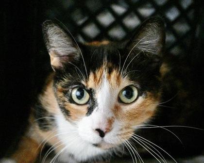 Enlarge Anastasia, a Adoptable mixed breed in West Seneca, NY image 3/3