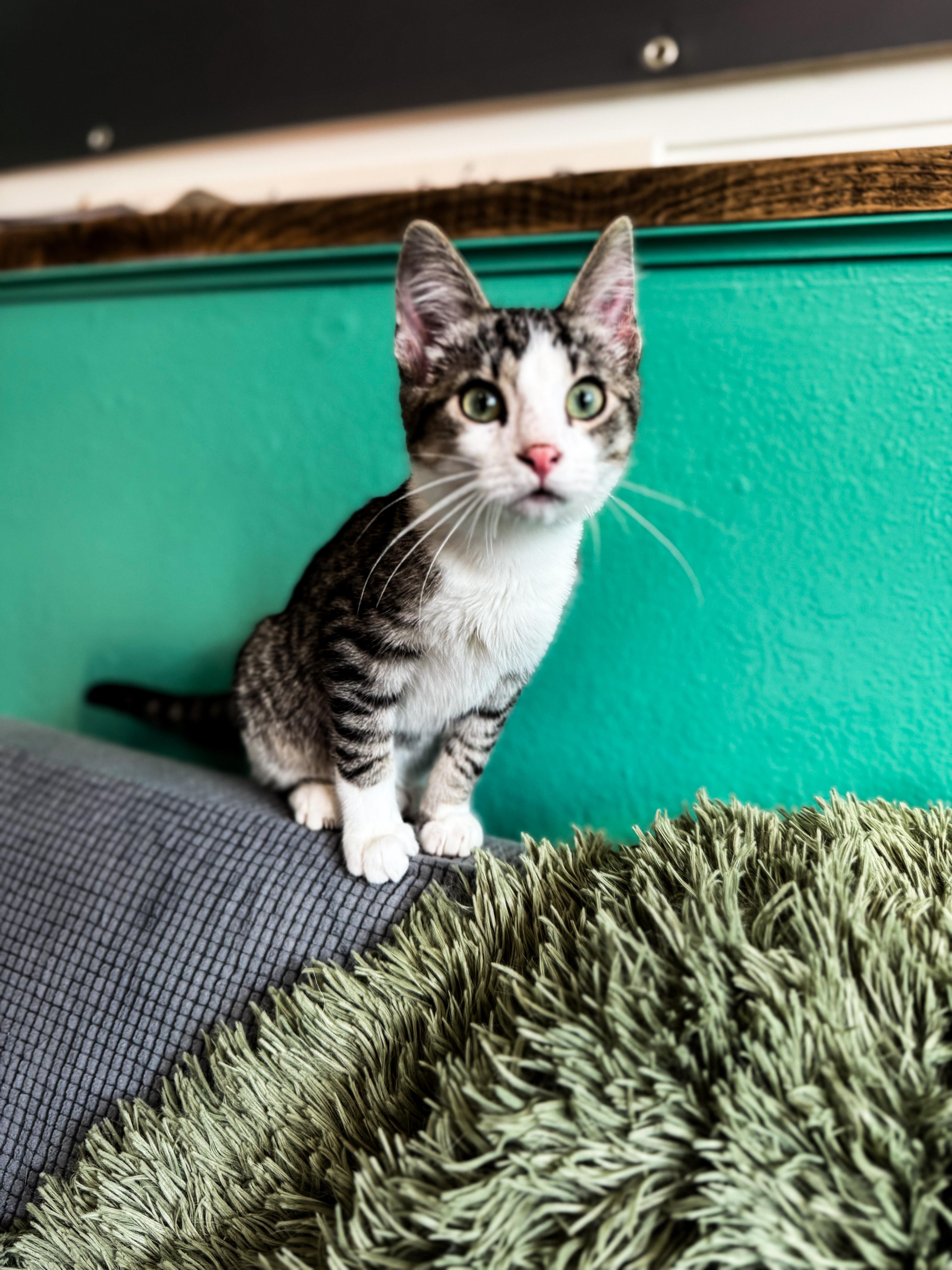 Willie, Adoptable, Kitten Male Domestic Short Hair.