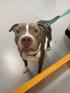 Enlarge EDWARD, a Adoptable Pit Bull Terrier in Saint Cloud, FL image 1/1