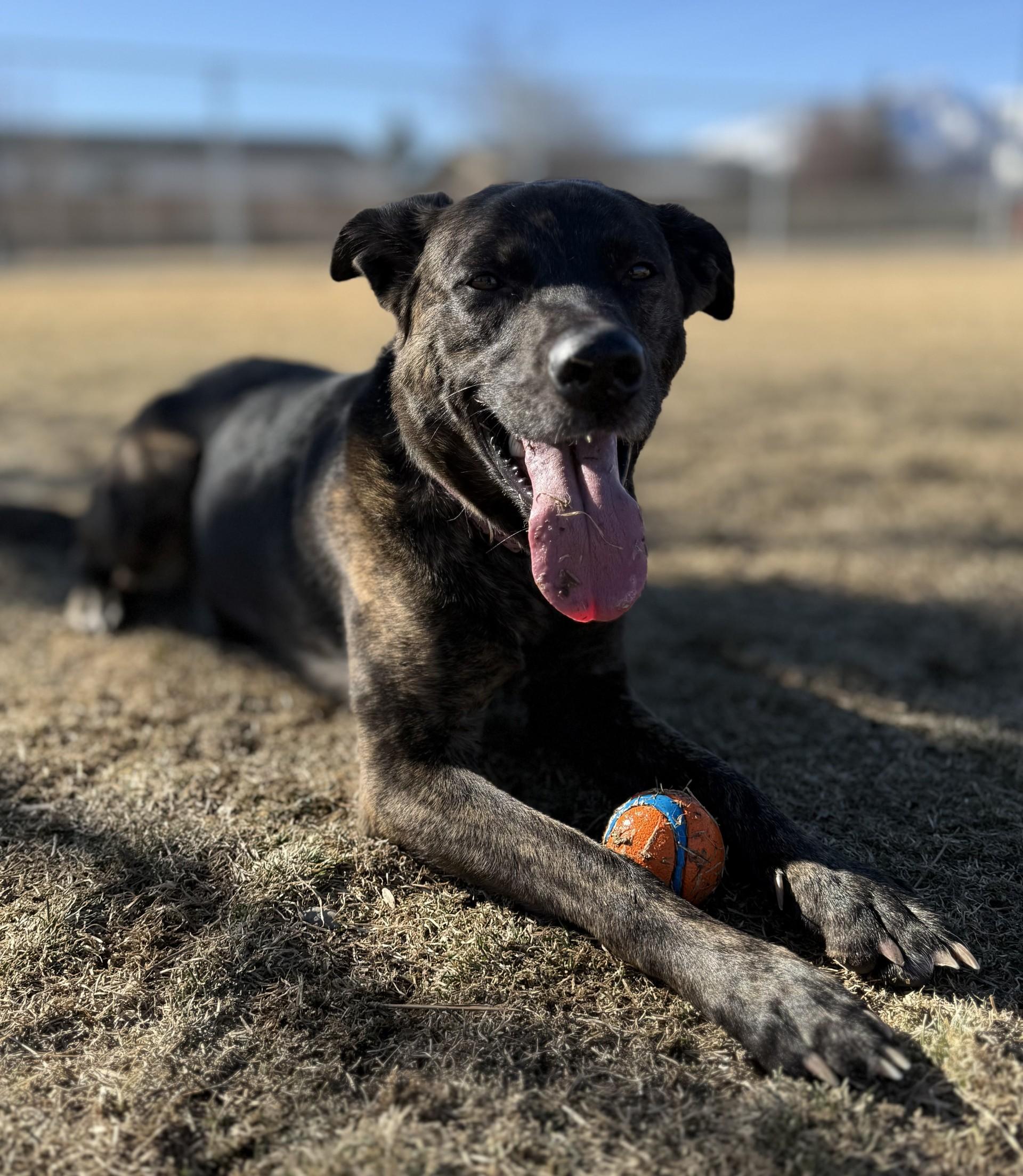 Oakley, a ADOPTABLE mixed breed in Hamilton, MT image 2/5
