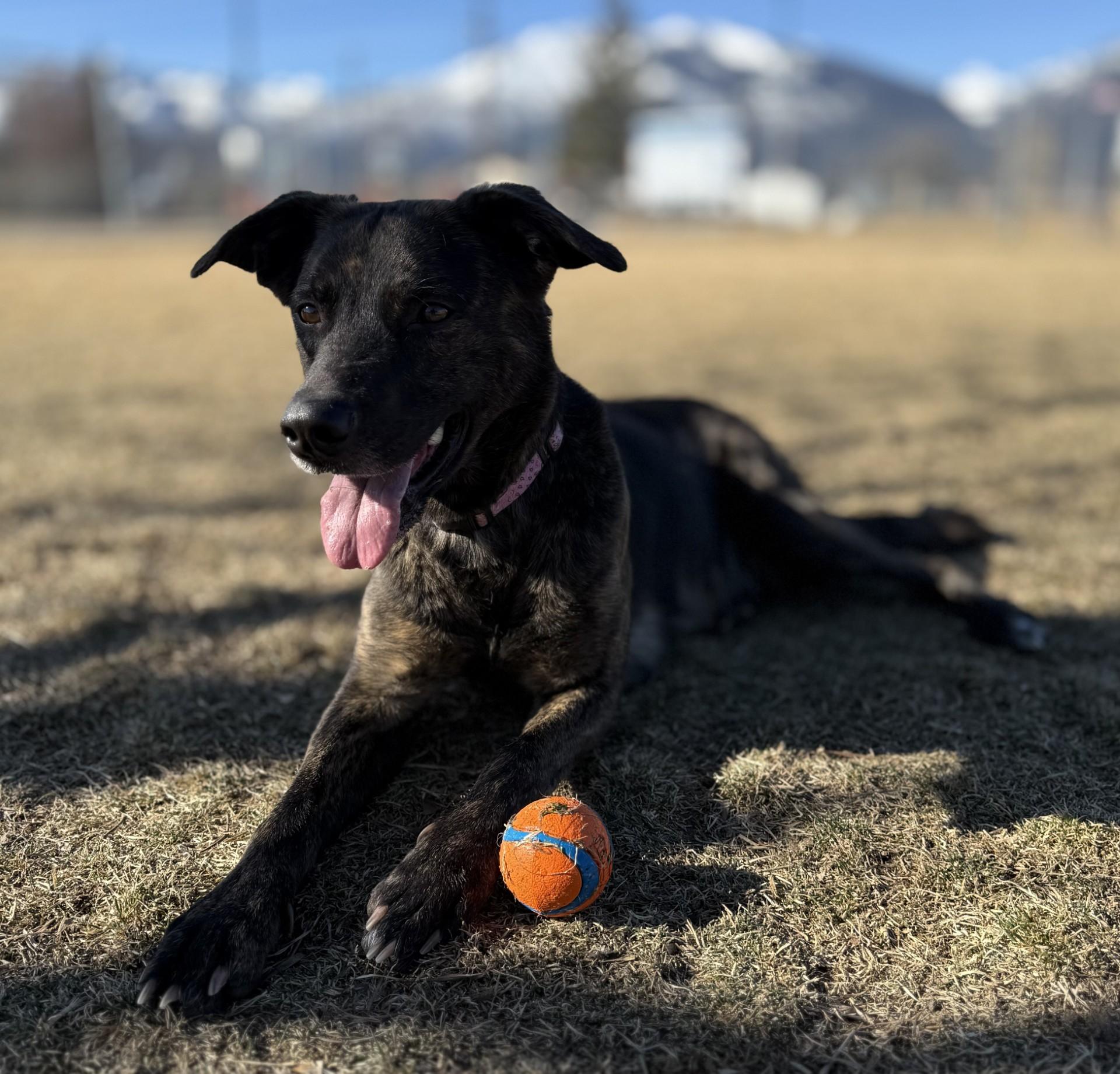 Oakley, a ADOPTABLE mixed breed in Hamilton, MT image 4/5