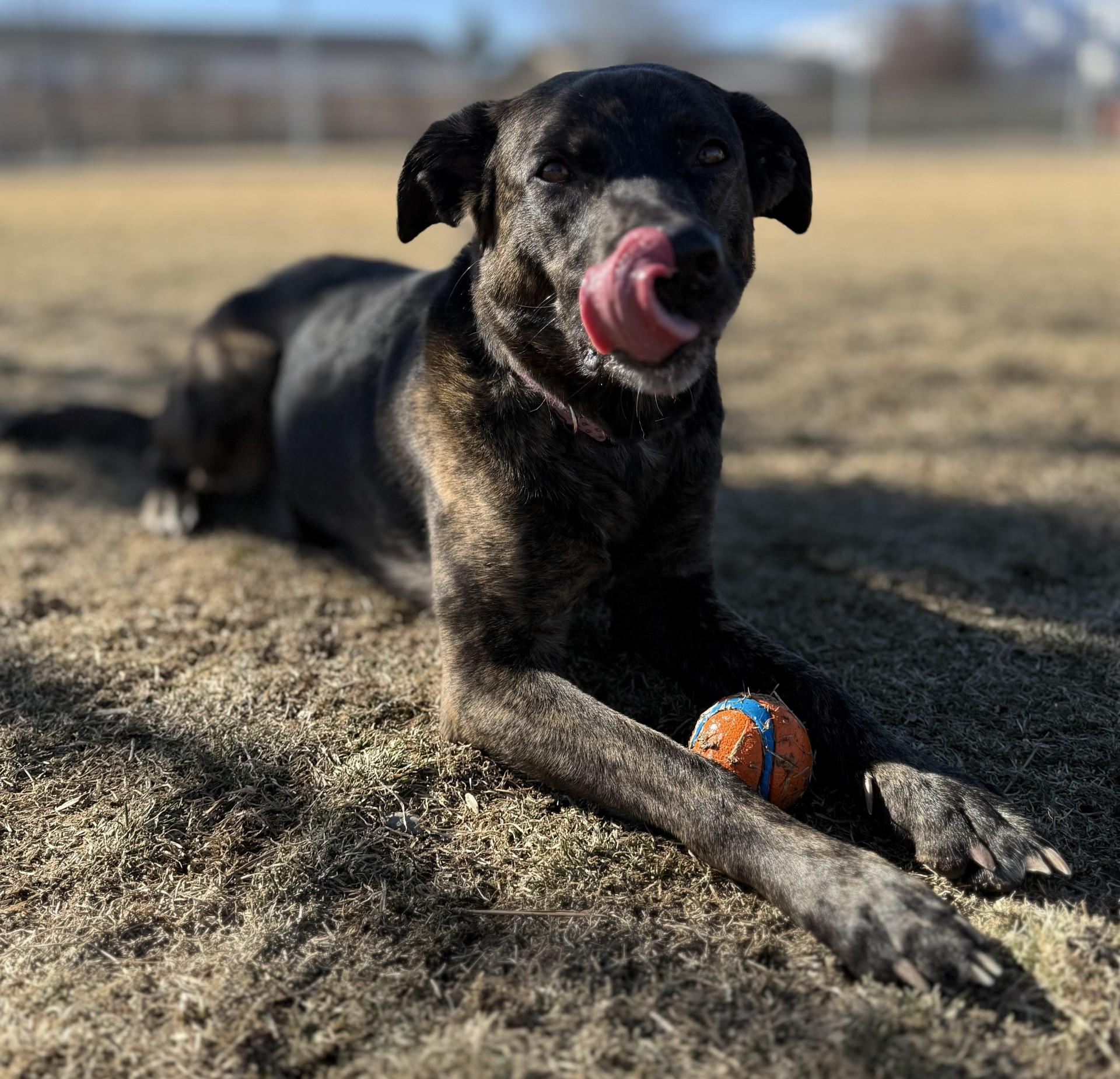 Oakley, a ADOPTABLE mixed breed in Hamilton, MT image 5/5